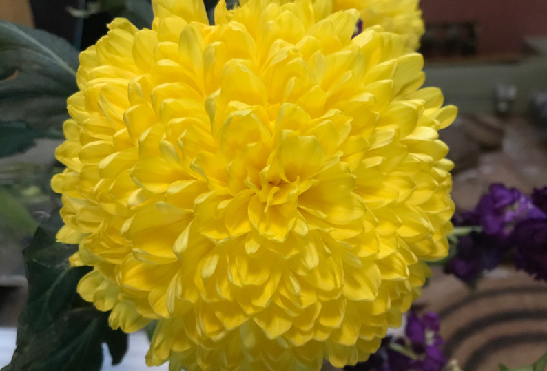 Photograph of a Chrysanthemum flower